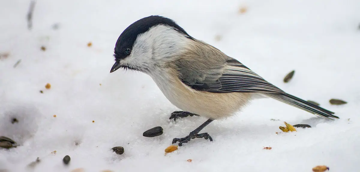 willow tit searching for food in the snow