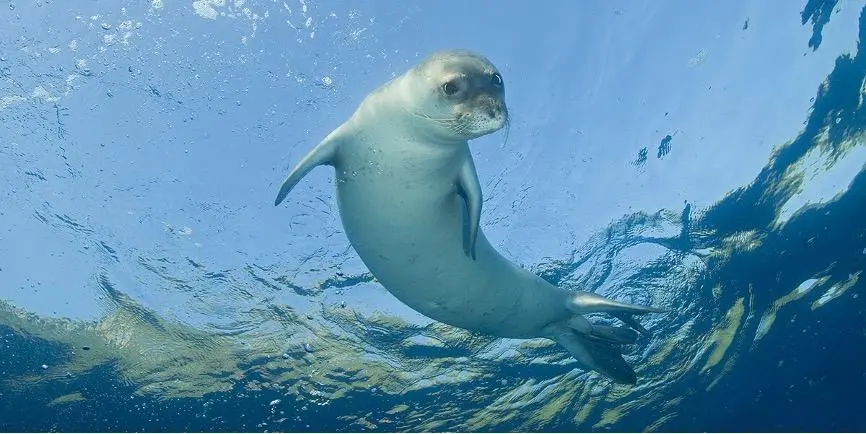 mediterranean monk seals