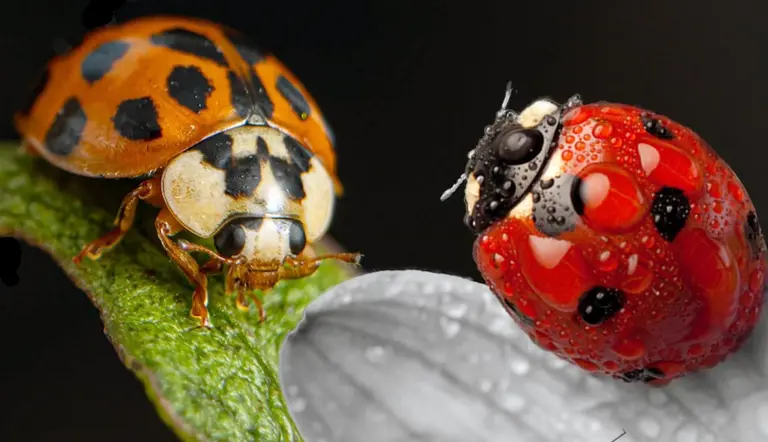 facts ladybugs