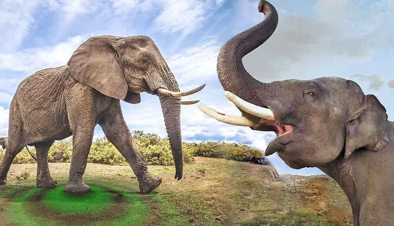 how do elephants communicate