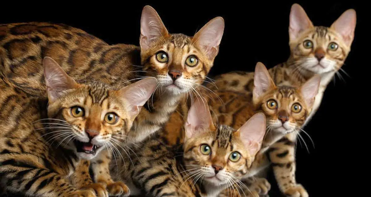 Group of bengal cats
