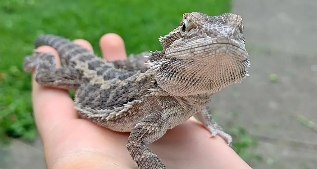 bearded dragon on its owner_s hand
