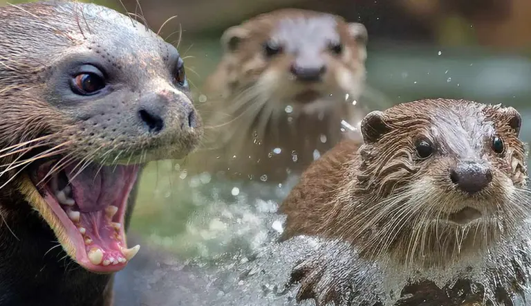 facts river otter