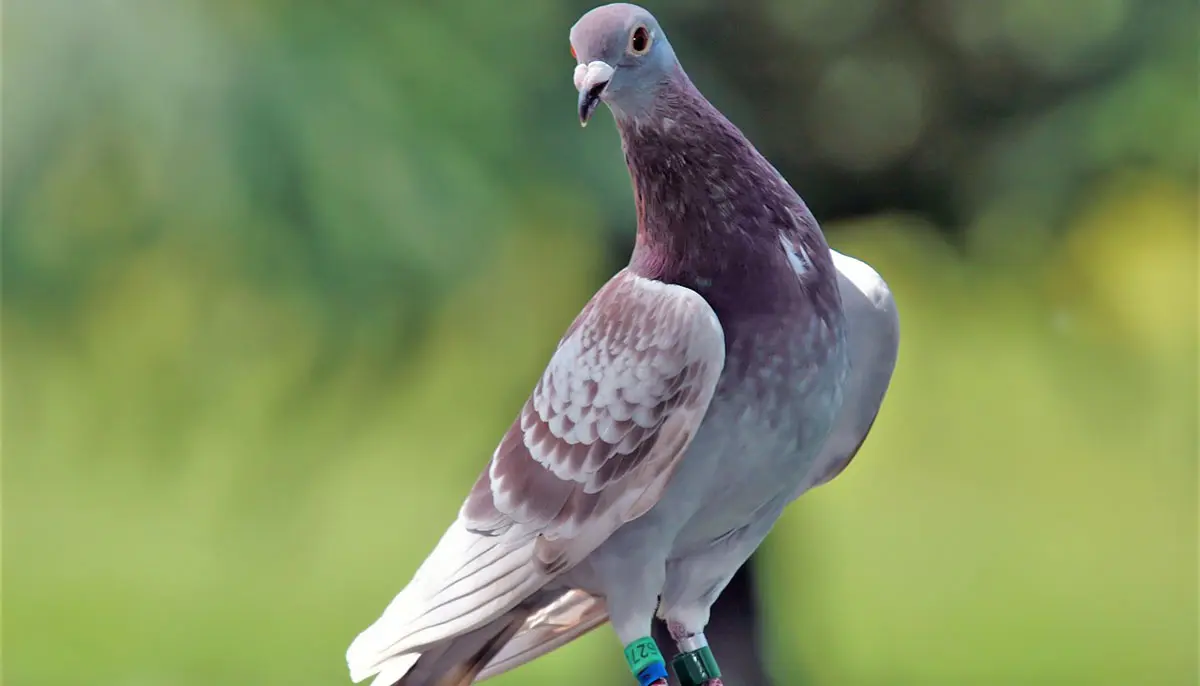 pigeon posing outdoors