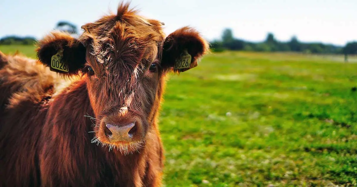 cute brown cow in field