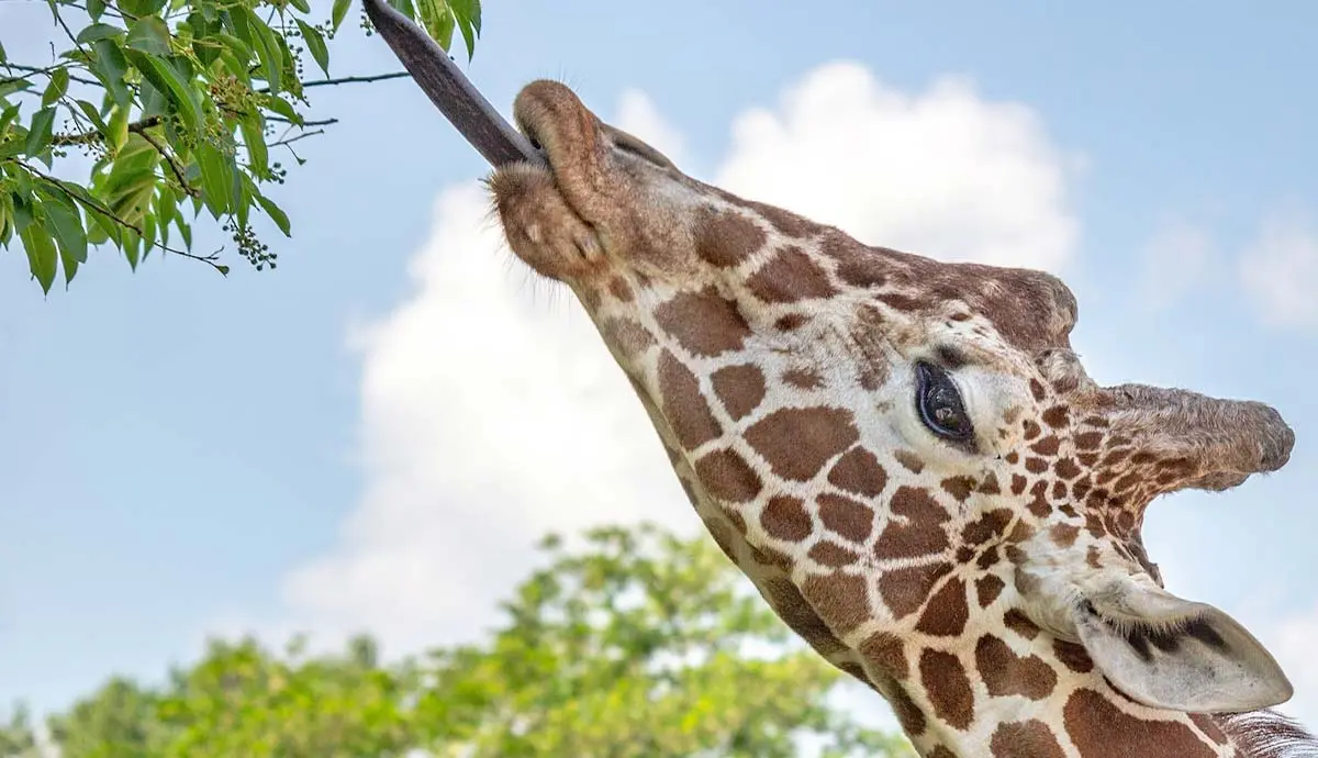 what do giraffes eat to survive