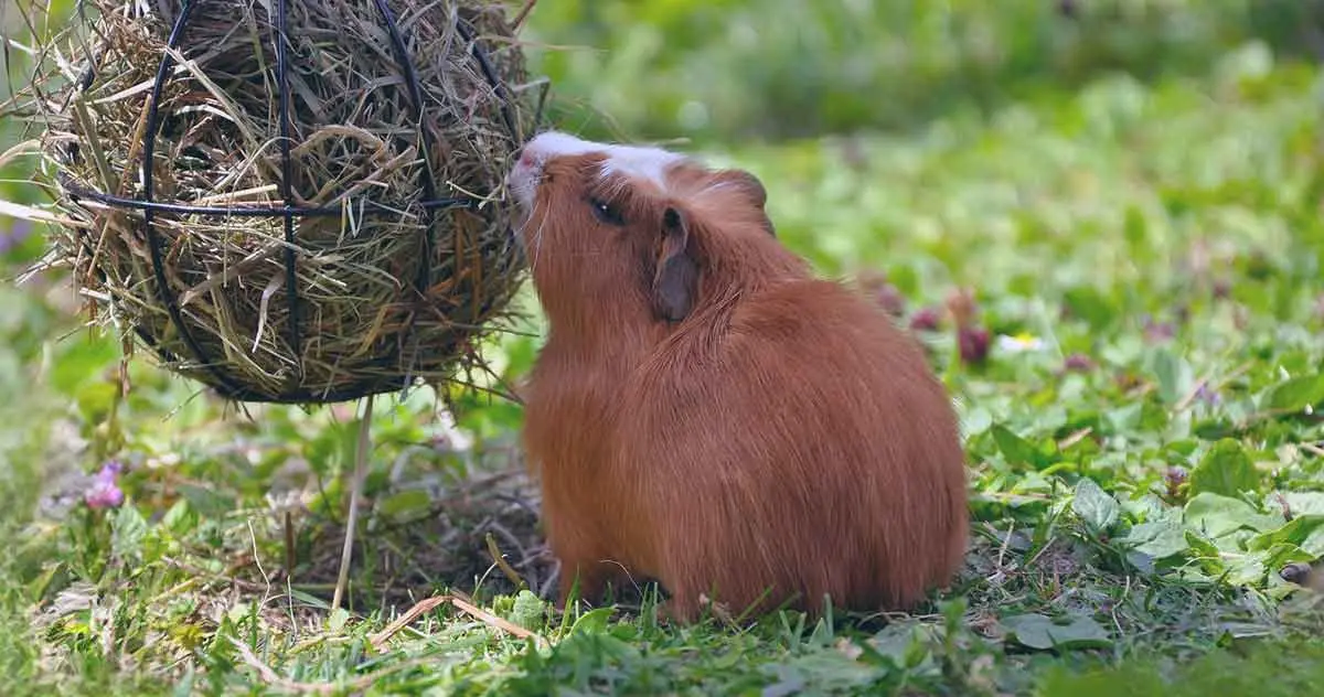 guinea pig hay basket