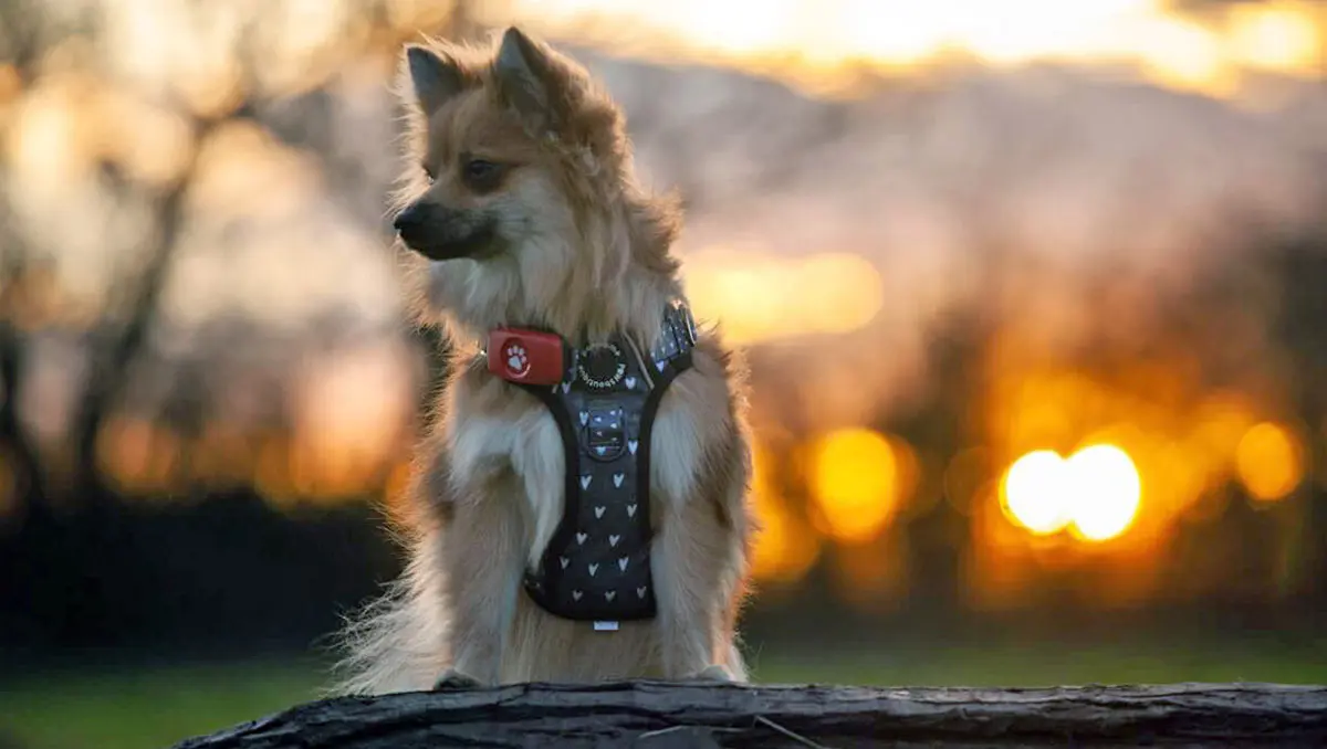 pomeranian in harness