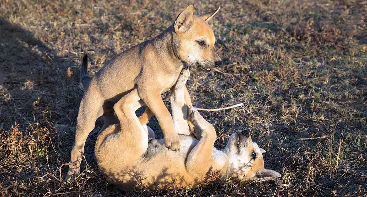 Two_puppies_playing_together_one_standing_over_the_other_at_golden_hour_in_Don_Det_Laos