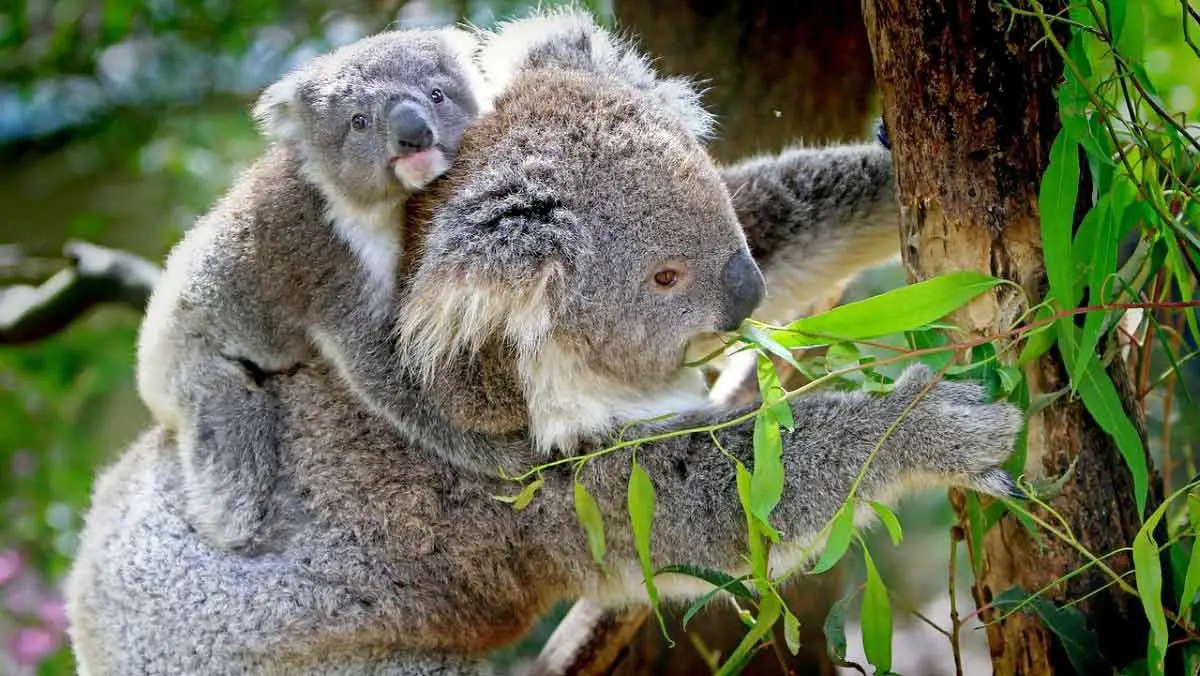 koalas mom and baby