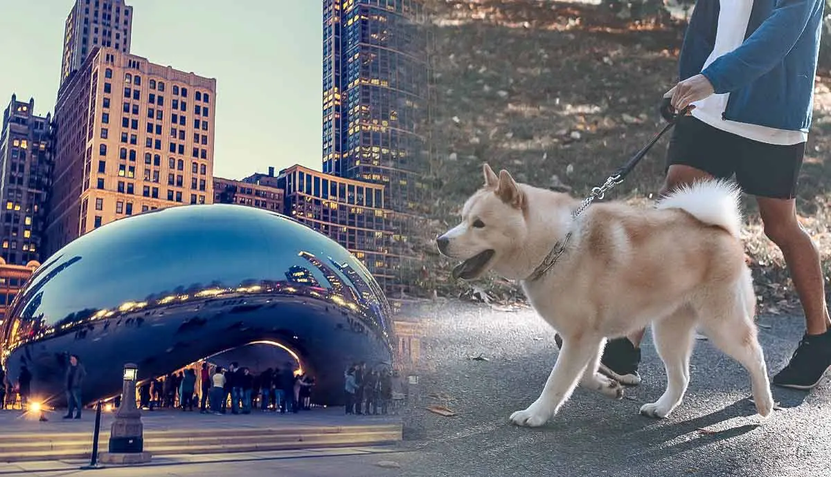 dog friendly places to visit in chicago