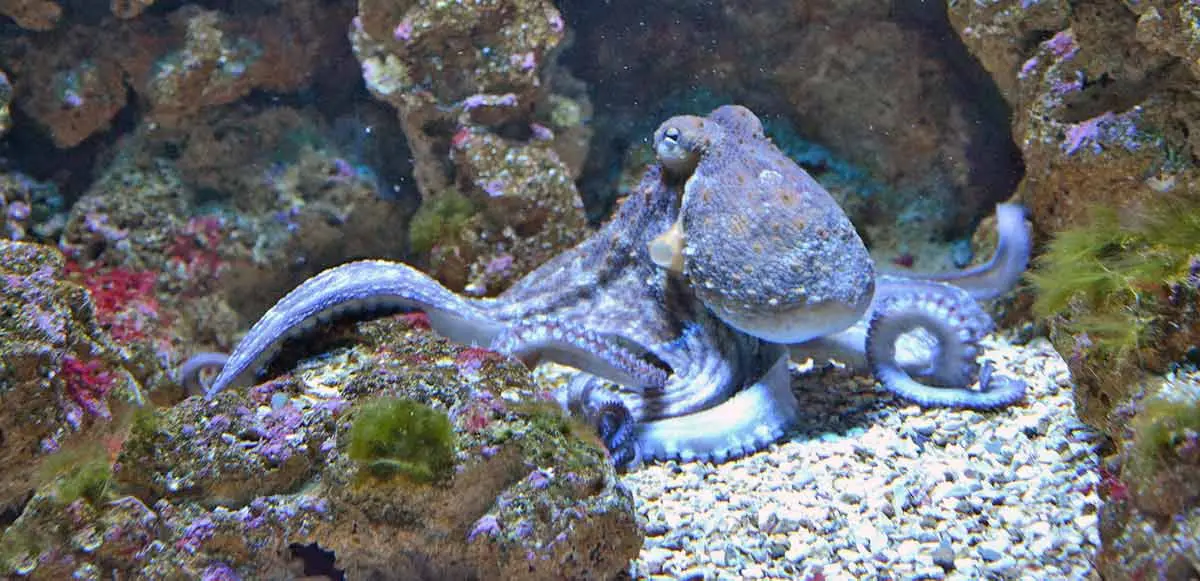 octopus ocean den
