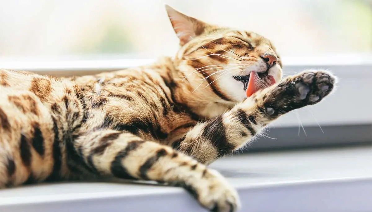 striped cat licking paw
