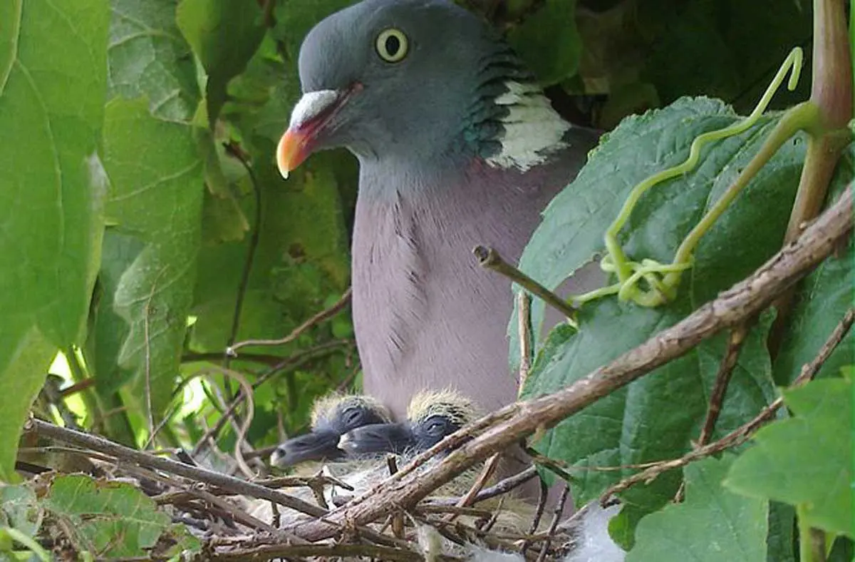 pigeon mother with her babies