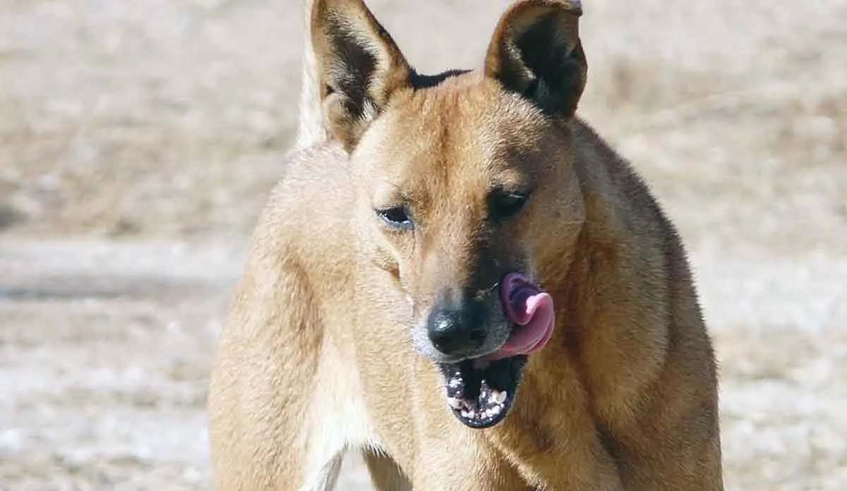 carolina dog american dingo wild tongue out