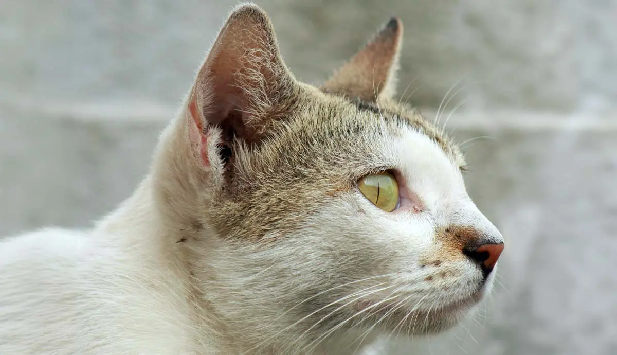 incredible facts about your cats ears