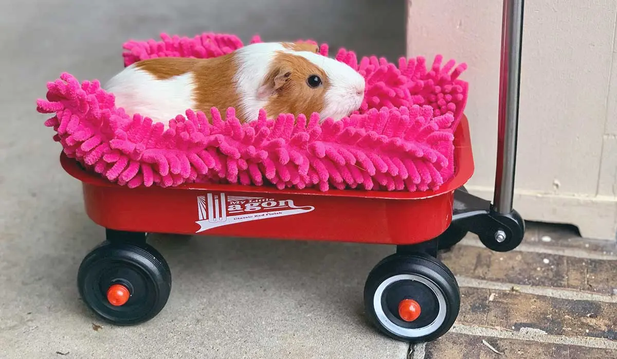 guinea pug wagon
