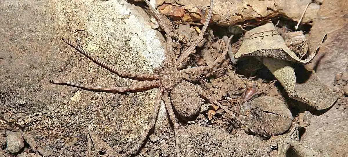 Sicarius spider in desert