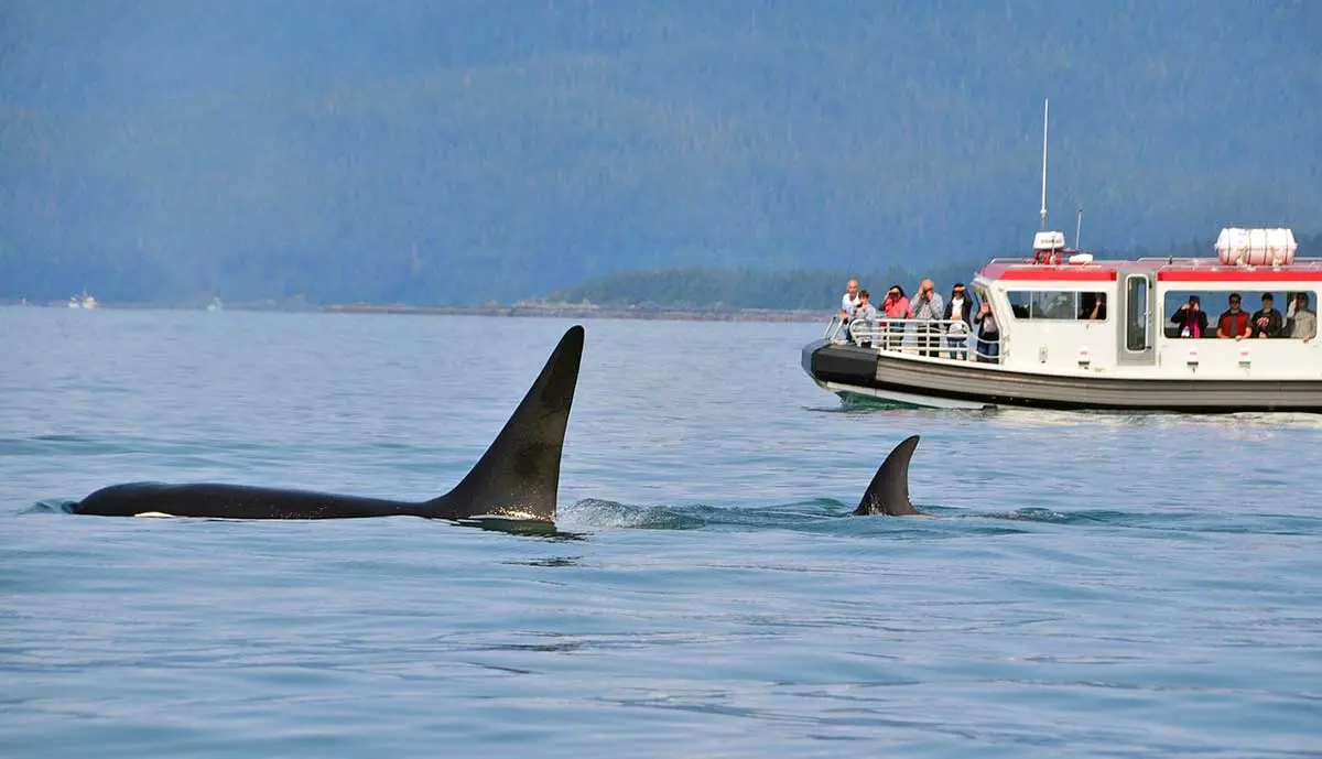 orca and calf swimming in ocean near boat