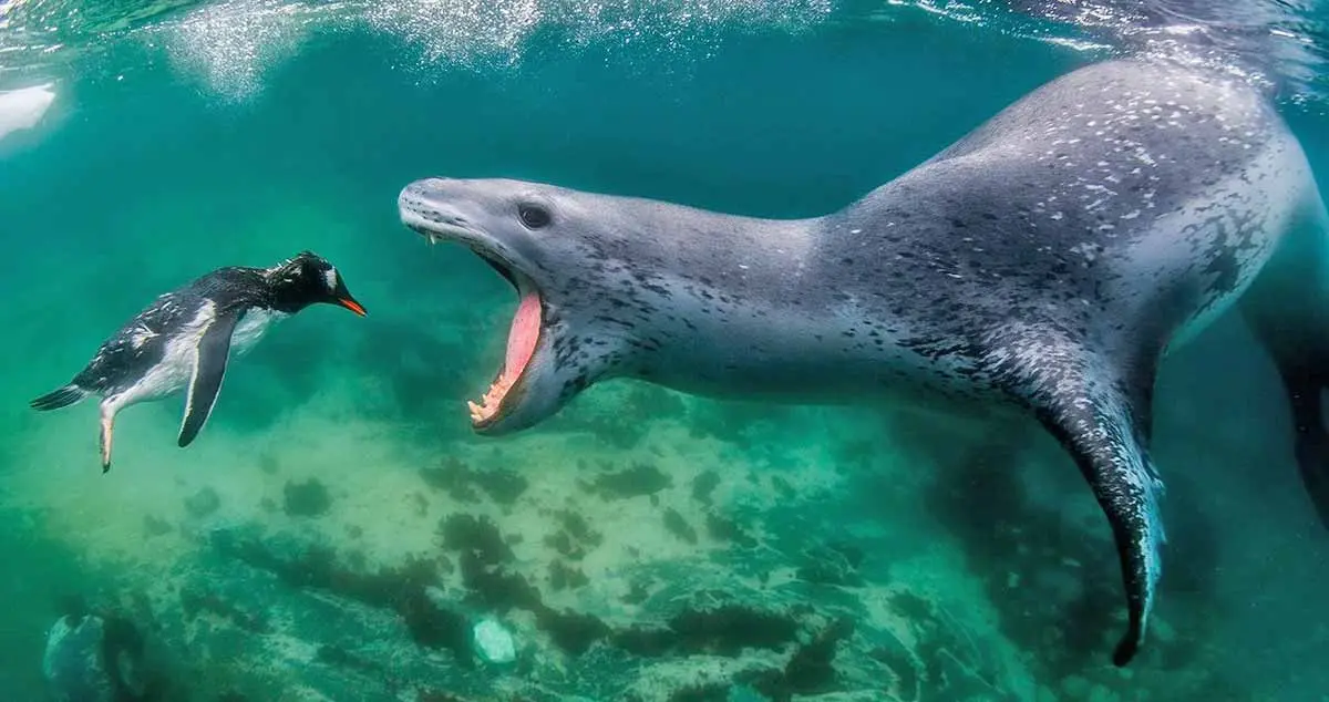 leopard seal attacking penguin