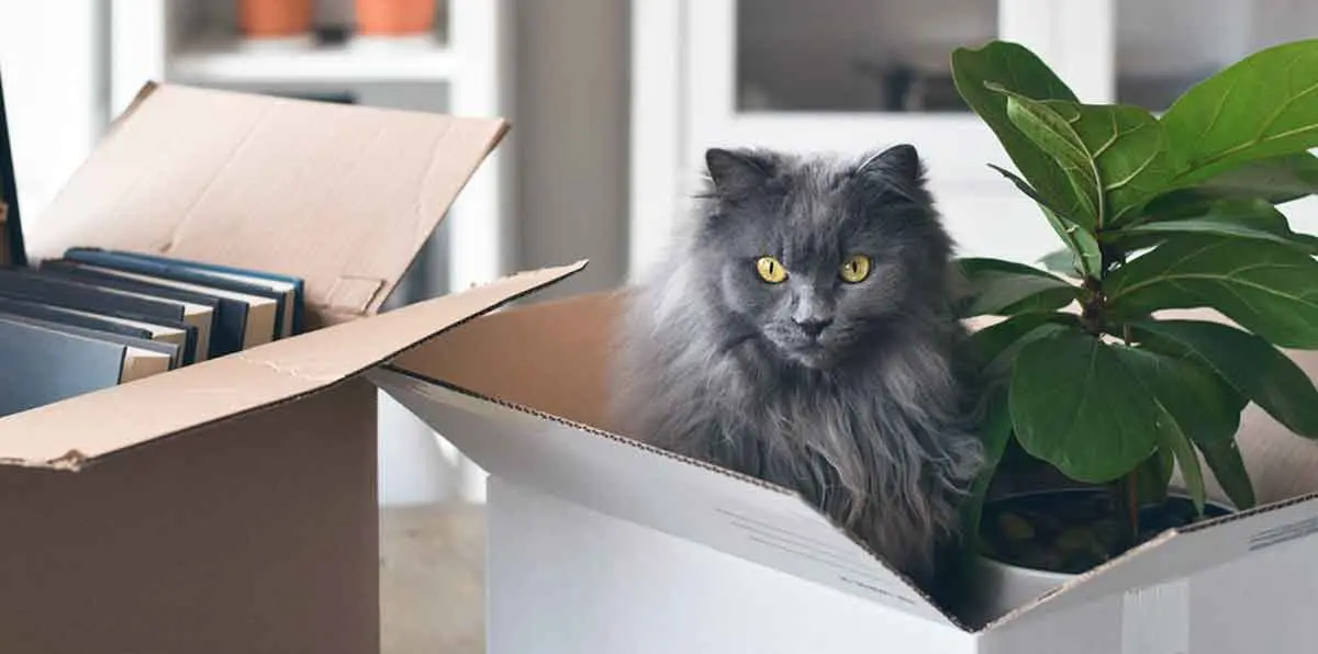gray cat sitting in box