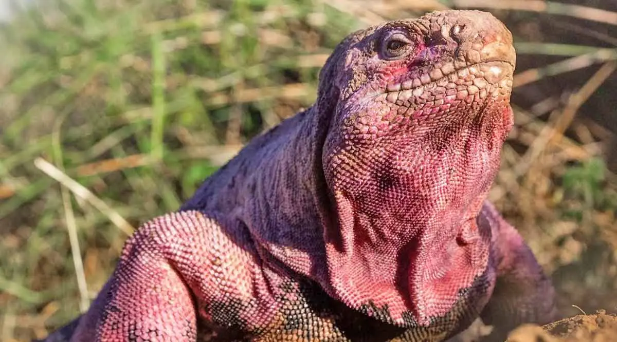 pink iguana