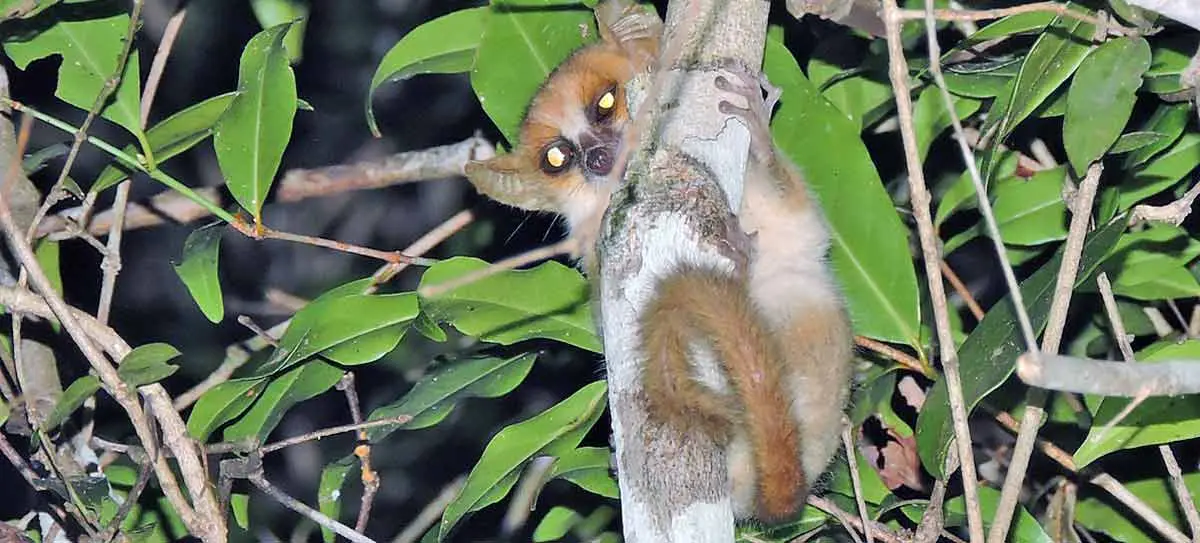 mouse lemur climbing on branch