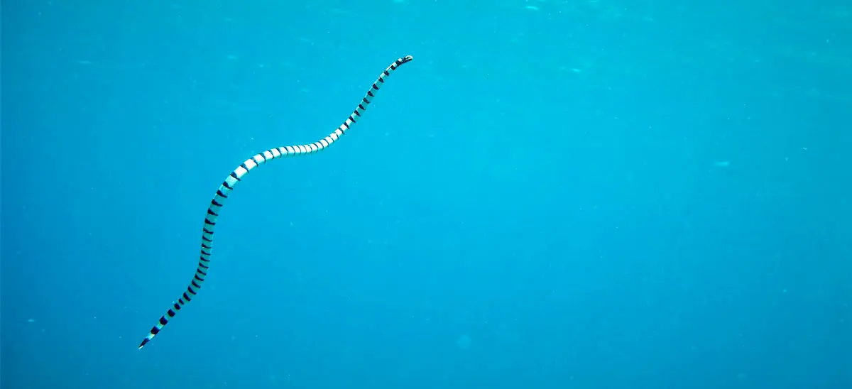 white and black sea snake underwater