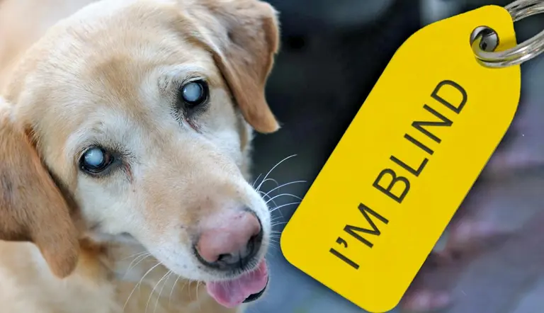 helpful tips for blind dogs