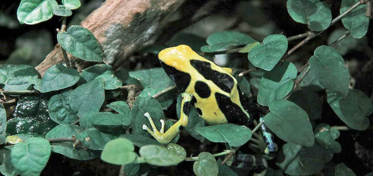 yellow black frog