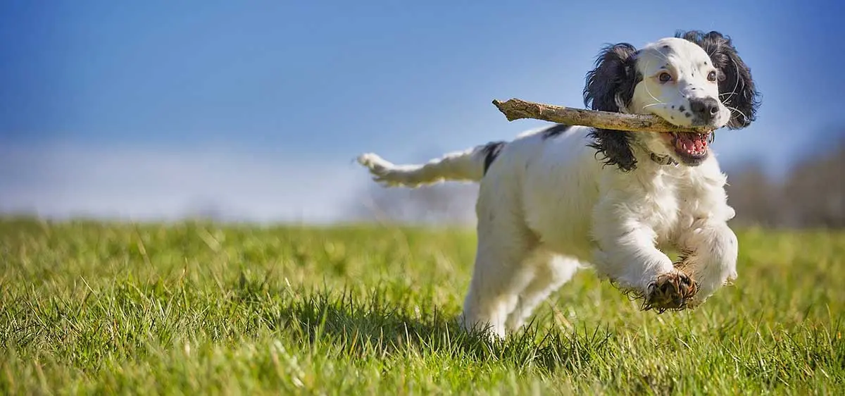 dog playing fetch running with stick on grass