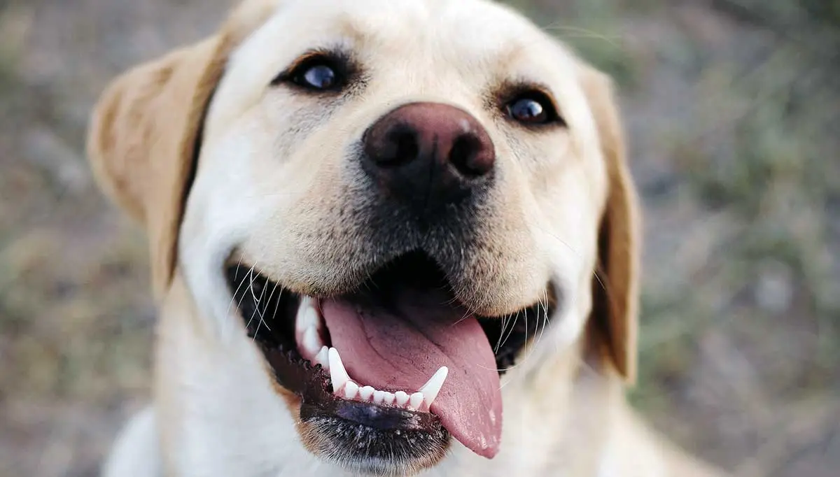 goofy looking smiling labrador retriever