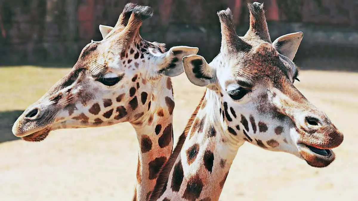 heads of two giraffes one with open mouth