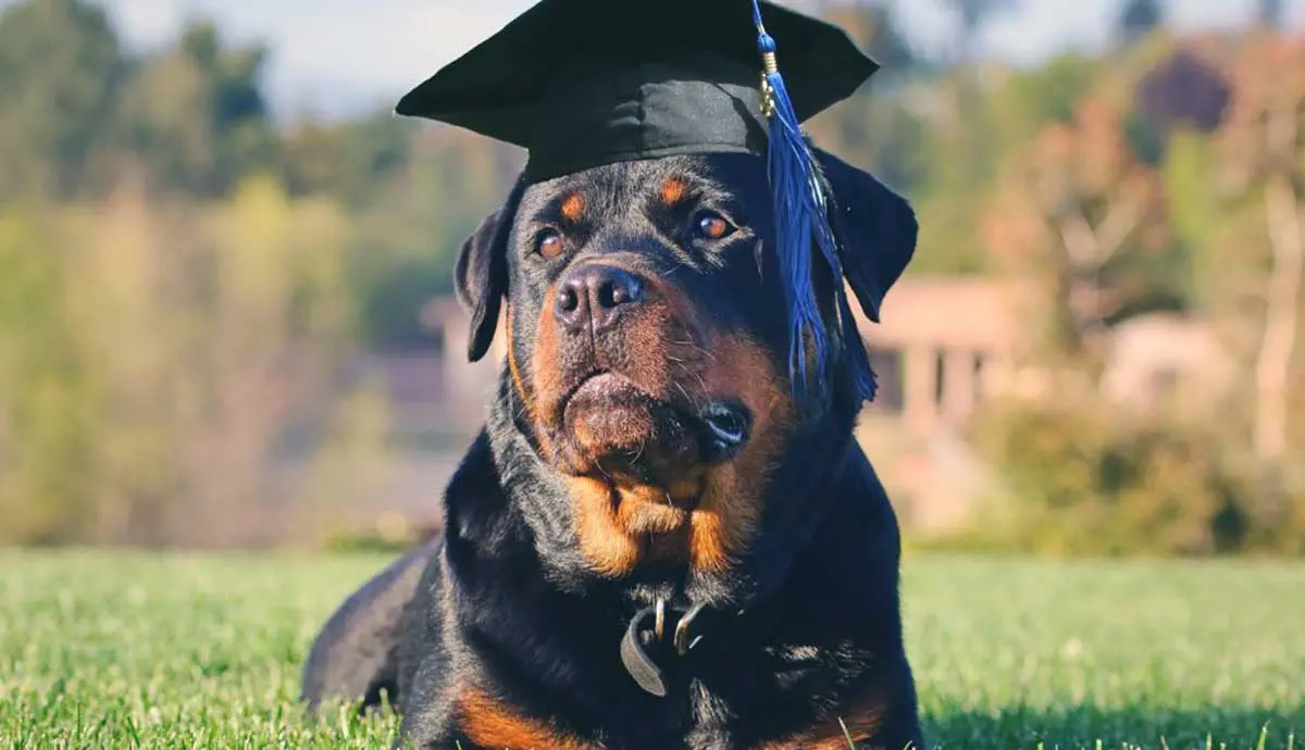 rottweiler in graduation cap