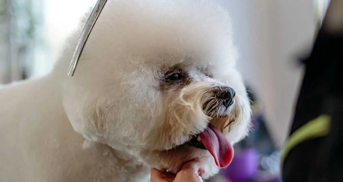 trimming poodle