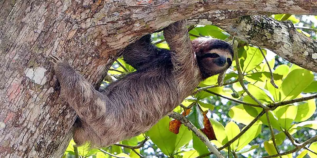 sloth hanging in tree full of green leaves