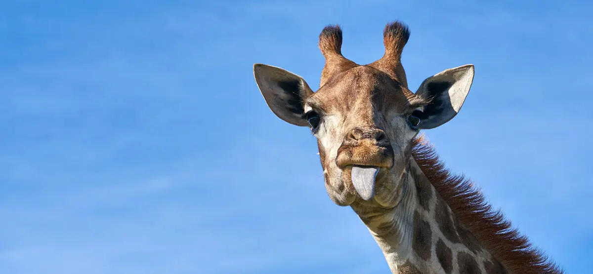 giraffe sticking out its tongue