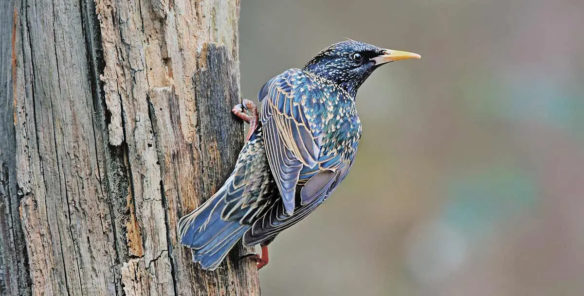 starling on tree