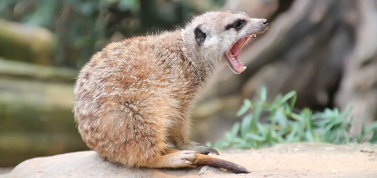 meerkat growling barking to warn off predators