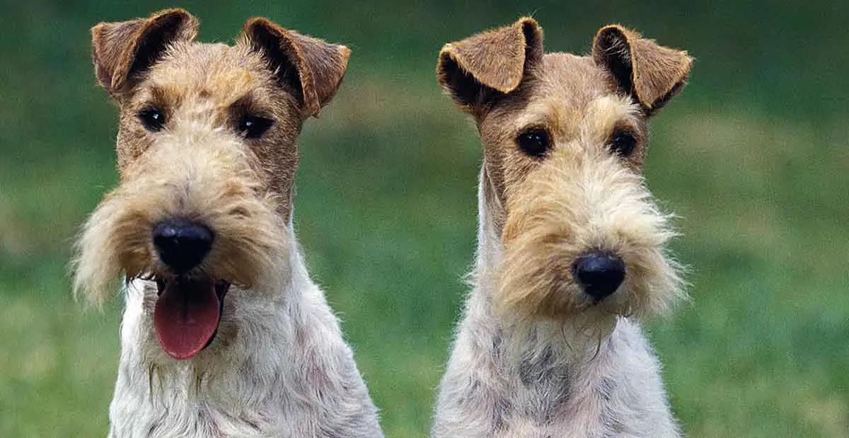attentive wire fox terriers