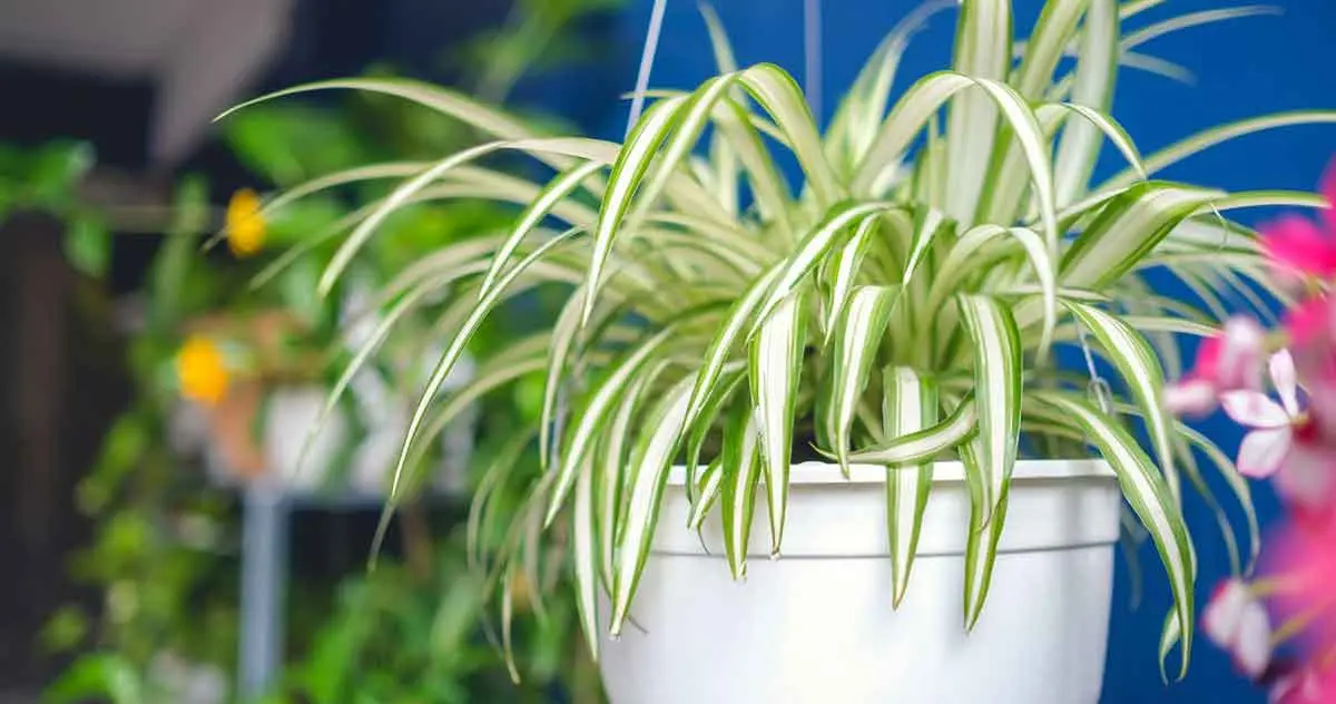 spider plant hanging ceiling