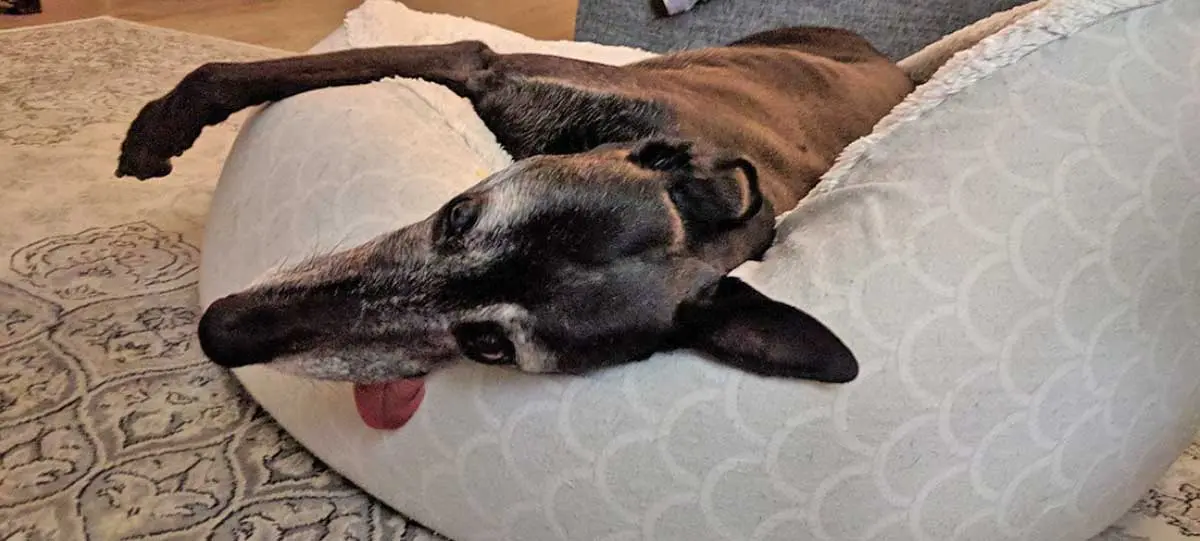 greyhound sleepingjpg