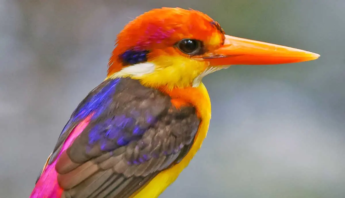 south philippine dwarf kingfisher