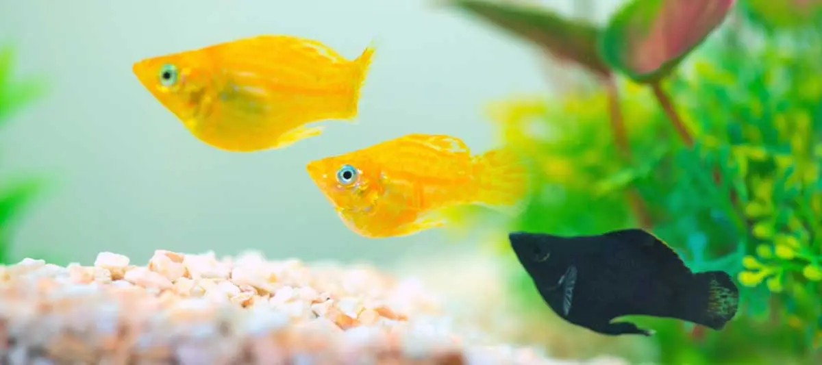 bright orange molly fish in tank