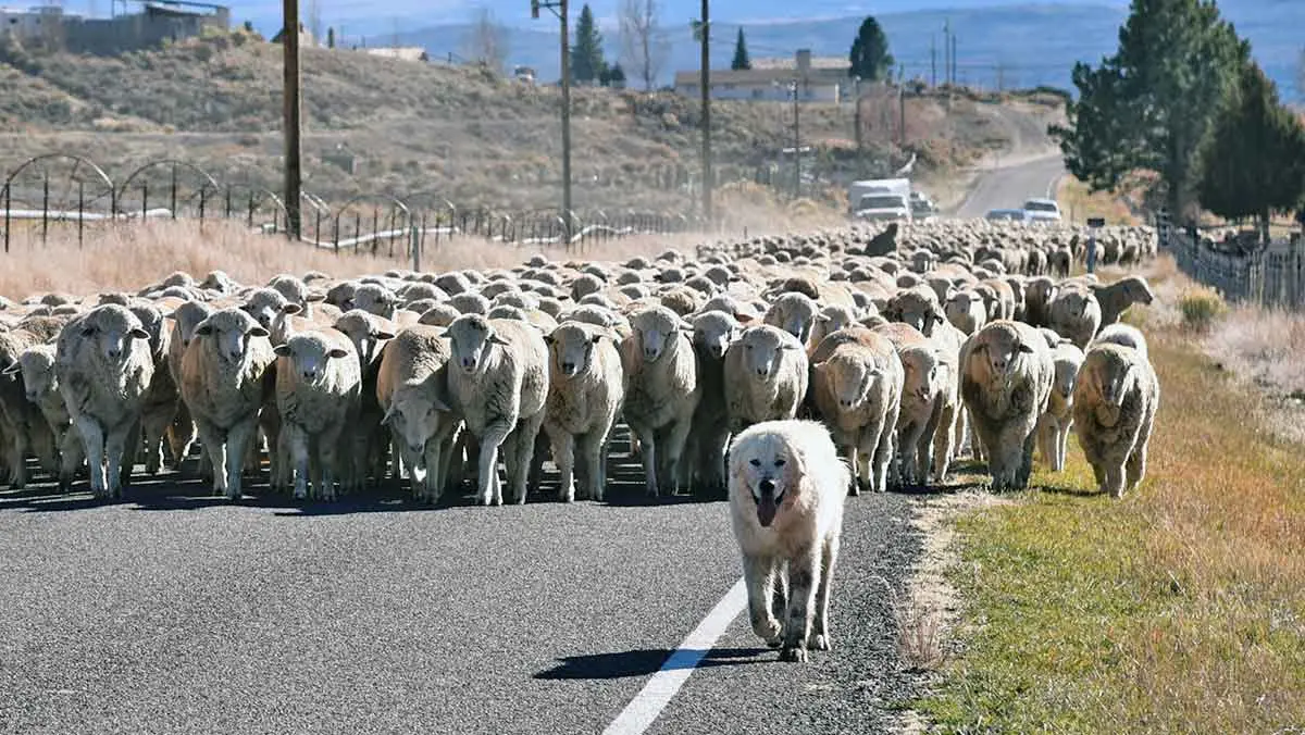 pyrenees and sheep on the move