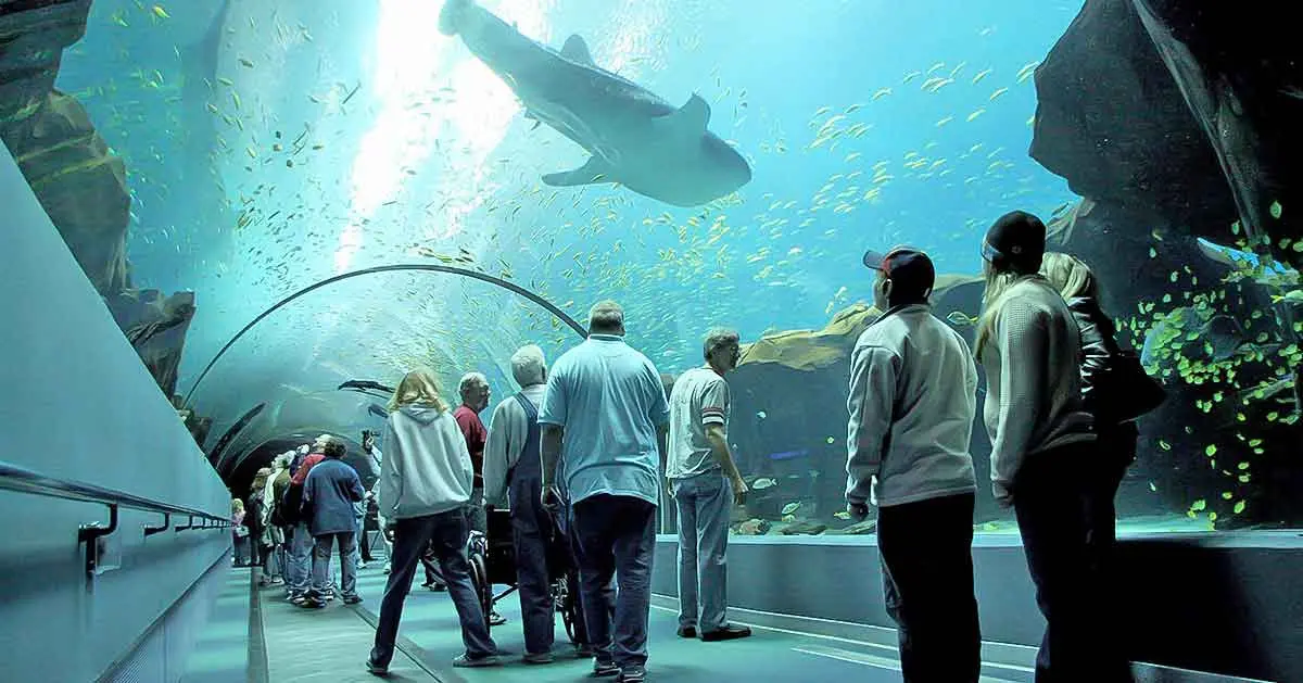 georgia aquarium whale shark