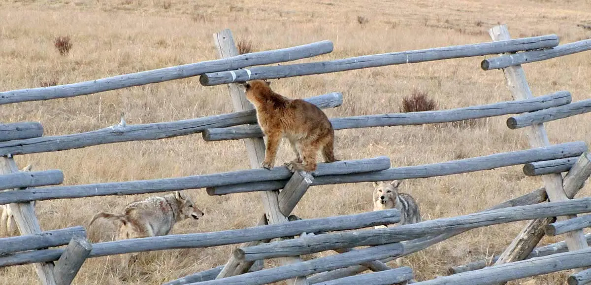 coyotes cornering juvenile courgar