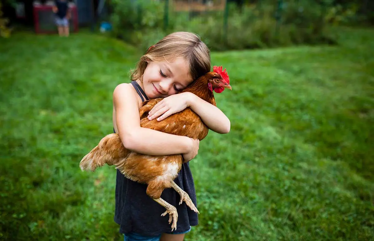 pet chicken hug