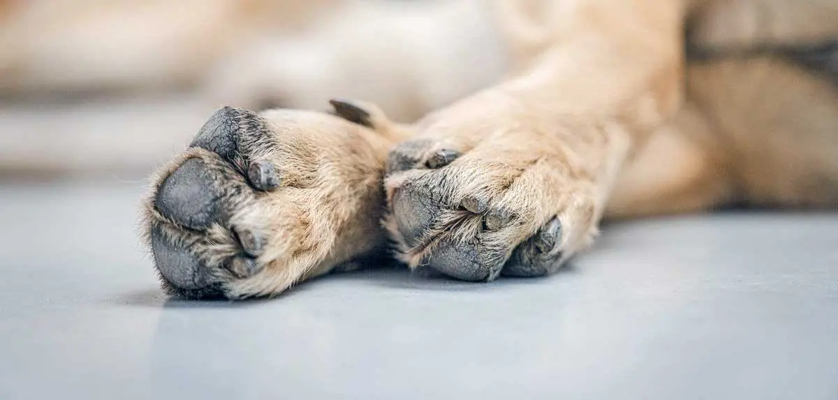 Healthy dog paws