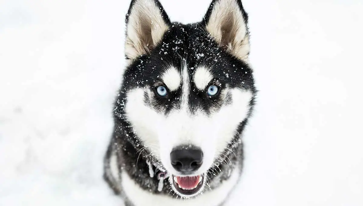 siberian husky blue eyes snow
